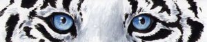 Rating: Safe Score: 0 Tags: ambiguous_form ambiguous_gender black_body black_fur black_stripes blue_eyes close-up e621 eye_shot felid fur heather_bruton leucistic looking_at_viewer low_res mammal multicolored_body multicolored_fur pantherine solo stripes tiger two_tone_body two_tone_fur white_body white_fur User: bunchy7s