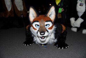 Rating: Safe Score: 0 Tags: ambiguous_gender anthro blue_eyes canid canine clothing costume e621 fox foxfur fursuit grandfathered_content group looking_at_viewer mammal real scribblefox solo_focus User: bunchy7s