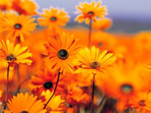 Rating: Safe Score: 0 Tags: 4:3 black-eyed_susan e621 flower garden grandfathered_content not_furry orange_theme photography_(artwork) plant real unknown_artist wallpaper warm_colors zero_pictured User: bunchy7s