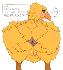 Rating: Explicit Score: 0 Tags: anus avian beak bird blue_eyes blush butt chocobo e621 female feral final_fantasy gaping gaping_anus genitals heart_symbol japanese_text plump_labia presenting presenting_hindquarters rear_view simple_background solo spread_anus spreading square_enix sukarabe text translated vulva white_background User: bunchy7s Rating: Explicit Score: 0 Tags: anus avian beak bird blue_eyes blush butt chocobo e621 female feral final_fantasy gaping gaping_anus genitals heart_symbol japanese_text plump_labia presenting presenting_hindquarters rear_view simple_background solo spread_anus spreading square_enix sukarabe text translated vulva white_background User: bunchy7s