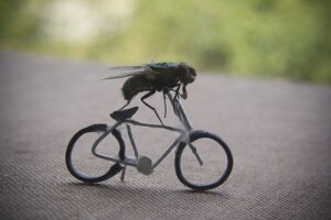 Rating: Safe Score: 0 Tags: ambiguous_gender arthropod bicycle cycling e621 feral fly_(animal) grandfathered_content housefly insect real solo unknown_artist vehicle User: bunchy7s Rating: Safe Score: 0 Tags: ambiguous_gender arthropod bicycle cycling e621 feral fly_(animal) grandfathered_content housefly insect real solo unknown_artist vehicle User: bunchy7s