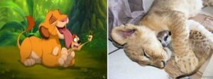 Rating: Safe Score: 0 Tags: ambiguous_gender comparison cuddling disney duo e621 eyes_closed felid feral forest grandfathered_content herpestid jungle licking lion male mammal meerkat pantherine photo photography_(artwork) plant quadruped real screencap simba_(the_lion_king) size_difference sleeping tail the_lion_king timon tongue tongue_out tree unknown_artist User: bunchy7s Rating: Safe Score: 0 Tags: ambiguous_gender comparison cuddling disney duo e621 eyes_closed felid feral forest grandfathered_content herpestid jungle licking lion male mammal meerkat pantherine photo photography_(artwork) plant quadruped real screencap simba_(the_lion_king) size_difference sleeping tail the_lion_king timon tongue tongue_out tree unknown_artist User: bunchy7s