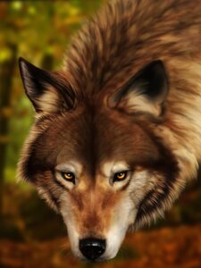 Rating: Safe Score: 0 Tags: 2011 3:4 ambiguous_gender black_nose blurred_background brown_body brown_fur canid canine canis e621 eurasian_wolf feral fluffy fur headshot_portrait hi_res jocarra looking_at_viewer mammal multicolored_body multicolored_fur no_sclera photorealism portrait realistic solo whiskers white_body white_fur wolf yellow_eyes User: bunchy7s