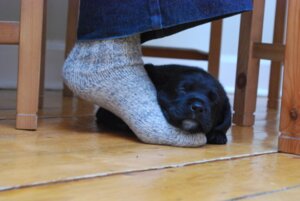 Rating: Safe Score: 0 Tags: ambiguous_gender bird_dog canid canine canis clothing domestic_dog duo e621 eyes_closed feet feral footwear grandfathered_content hindpaw hunting_dog labrador legwear low_res mammal paws real retriever sleeping socks solo_focus unknown_artist young young_feral User: bunchy7s Rating: Safe Score: 0 Tags: ambiguous_gender bird_dog canid canine canis clothing domestic_dog duo e621 eyes_closed feet feral footwear grandfathered_content hindpaw hunting_dog labrador legwear low_res mammal paws real retriever sleeping socks solo_focus unknown_artist young young_feral User: bunchy7s