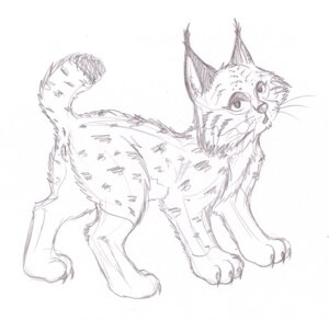 Rating: Explicit Score: 0 Tags: 2008 4_toes anus e621 feet felid feline female feral genitals greyscale insaneproxy lynx mammal monochrome raised_tail short_tail sketch solo spots tail tail_anus toes vulva whiskers User: bunchy7s