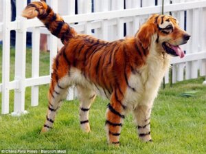 Rating: Safe Score: 0 Tags: ambiguous_gender canid canine dye e621 felid feral fur generation_1_pokemon grandfathered_content growlithe mammal nintendo open_mouth orange_body orange_fur pantherine pink_tongue pokemon pokemon_(species) raised_tail real solo standing striped_body striped_fur stripes tail tiger tongue tongue_out unknown_artist what white_body white_fur User: bunchy7s