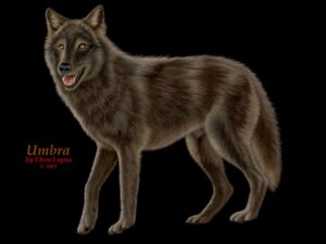 Rating: Explicit Score: 0 Tags: 2003 4:3 anatomically_correct anatomically_correct_genitalia animal_genitalia barely_visible_genitalia barely_visible_sheath black_background brown_body brown_fur canid canine canis copyright_symbol digital_media_(artwork) e621 ebon_lupus english_text feral fully_sheathed fur genitals male mammal open_mouth photorealism realistic sheath simple_background solo symbol tail teeth text tongue umbra_(ebonlupus) wallpaper wolf yellow_eyes User: bunchy7s