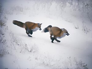 Rating: Safe Score: 0 Tags: 4:3 ambiguous_gender black_body black_fur black_lips black_nose canid canine cold digitigrade duo e621 ears_back feet feral fox fur grandfathered_content hindpaw hunting inner_ear_fluff leg_markings lips long_mouth mammal markings mixed_media nature no_sclera orange_body orange_fur outside paws photo_background photography_(artwork) pivoted_ears plant real red_fox running snout snow snowscape socks_(marking) tail true_fox tuft unknown_artist whiskers white_body white_fur winter User: bunchy7s Rating: Safe Score: 0 Tags: 4:3 ambiguous_gender black_body black_fur black_lips black_nose canid canine cold digitigrade duo e621 ears_back feet feral fox fur grandfathered_content hindpaw hunting inner_ear_fluff leg_markings lips long_mouth mammal markings mixed_media nature no_sclera orange_body orange_fur outside paws photo_background photography_(artwork) pivoted_ears plant real red_fox running snout snow snowscape socks_(marking) tail true_fox tuft unknown_artist whiskers white_body white_fur winter User: bunchy7s