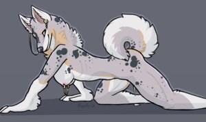 Rating: Explicit Score: 0 Tags: 2012 all_fours anthro breasts brown_eyes canid canine canis domestic_dog e621 female fluffy fluffy_tail looking_at_viewer mammal nipple_chain nipple_piercing nipples nude piercing royalty_(artist) solo tail User: bunchy7s