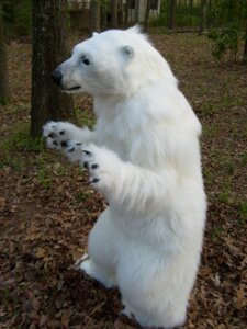 Rating: Safe Score: 0 Tags: 3:4 ambiguous_gender aurora_(greenpeace) bear black_eyes building claws clothing costume detailed_background digital_media_(artwork) e621 forest fur fursuit grandfathered_content house leaf lion_of_the_sun mammal outside plant polar_bear real solo tree ursine white_body white_fur wood User: bunchy7s