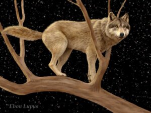 Rating: Safe Score: 0 Tags: 4:3 ambiguous_gender canid canine canis e621 ebon_lupus feral mammal northwestern_wolf photorealism plant realistic solo star tail tree wallpaper watcher wolf wood User: bunchy7s