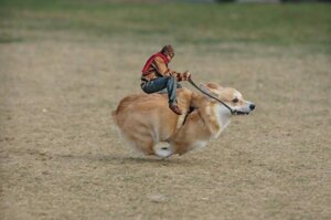 Rating: Safe Score: 0 Tags: ambiguous_gender black_nose bridle brown_body brown_fur canid canine canis domestic_dog duo e621 eyewear feral fur goggles grandfathered_content herding_dog holding_object holding_reins human mammal micro orange_body orange_fur outside pastoral_dog real reins riding running scarf shopped size_difference source_request straddling third-party_edit unknown_artist welsh_corgi what white_body white_fur User: bunchy7s Rating: Safe Score: 0 Tags: ambiguous_gender black_nose bridle brown_body brown_fur canid canine canis domestic_dog duo e621 eyewear feral fur goggles grandfathered_content herding_dog holding_object holding_reins human mammal micro orange_body orange_fur outside pastoral_dog real reins riding running scarf shopped size_difference source_request straddling third-party_edit unknown_artist welsh_corgi what white_body white_fur User: bunchy7s