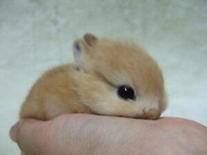 Rating: Safe Score: 0 Tags: 4:3 :3 ambiguous_gender black_eyes brown_body brown_fur daww duo e621 feral fur grandfathered_content holding_object humanoid_hands lagomorph leporid low_res mammal neonate rabbit real small_ears solo_focus unknown_artist young User: bunchy7s Rating: Safe Score: 0 Tags: 4:3 :3 ambiguous_gender black_eyes brown_body brown_fur daww duo e621 feral fur grandfathered_content holding_object humanoid_hands lagomorph leporid low_res mammal neonate rabbit real small_ears solo_focus unknown_artist young User: bunchy7s