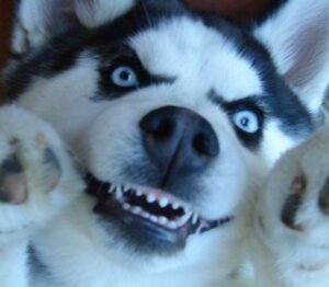 Rating: Safe Score: 0 Tags: ambiguous_gender angry blue_eyes canid canine canis derp_eyes domestic_dog e621 feral grandfathered_content growling husky looking_at_viewer mammal nightmare_fuel nordic_sled_dog open_mouth paws reaction_image real showing_teeth solo soul_devouring_eyes source_request spitz teeth unknown_artist what_has_science_done where_is_your_god_now User: bunchy7s