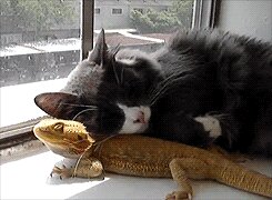 Rating: Safe Score: 0 Tags: agamid ambiguous_gender animated animated_gif bearded_dragon black_body black_fur cuddling domestic_cat duo e621 felid feline felis feral fur grandfathered_content hug lizard low_res mammal quadruped real reptile scalie short_playtime tail thumbnail unknown_artist window User: bunchy7s