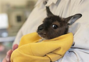 Rating: Safe Score: 0 Tags: ambiguous_gender bedding blanket e621 feral grandfathered_content human kangaroo looking_at_viewer macropod mammal marsupial real solo unknown_artist young young_ambiguous young_feral User: bunchy7s Rating: Safe Score: 0 Tags: ambiguous_gender bedding blanket e621 feral grandfathered_content human kangaroo looking_at_viewer macropod mammal marsupial real solo unknown_artist young young_ambiguous young_feral User: bunchy7s