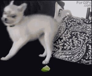 Rating: Safe Score: 0 Tags: 2011 ambiguous_gender animated animated_gif canid canine canis domestic_dog e621 feral food fruit fur grandfathered_content humor licking lime loop low_res mammal meme plant punkrockguy281 real short_playtime solo tongue tongue_out white_body white_fur young young_feral User: bunchy7s Rating: Safe Score: 0 Tags: 2011 ambiguous_gender animated animated_gif canid canine canis domestic_dog e621 feral food fruit fur grandfathered_content humor licking lime loop low_res mammal meme plant punkrockguy281 real short_playtime solo tongue tongue_out white_body white_fur young young_feral User: bunchy7s