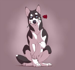 Rating: Safe Score: 0 Tags: 2010 black_body black_eyes black_fur black_nose blue_eyes blue_sclera canid canine canis claws daww digital_drawing_(artwork) digital_media_(artwork) domestic_dog e621 eyebrows feral flower flower_in_mouth fur husky looking_at_viewer male mammal nordic_sled_dog paws plant purple_background quadruped rose_(flower) rose_in_mouth siberian_husky simple_background sitting solo spitz tail wolfy-nail User: bunchy7s