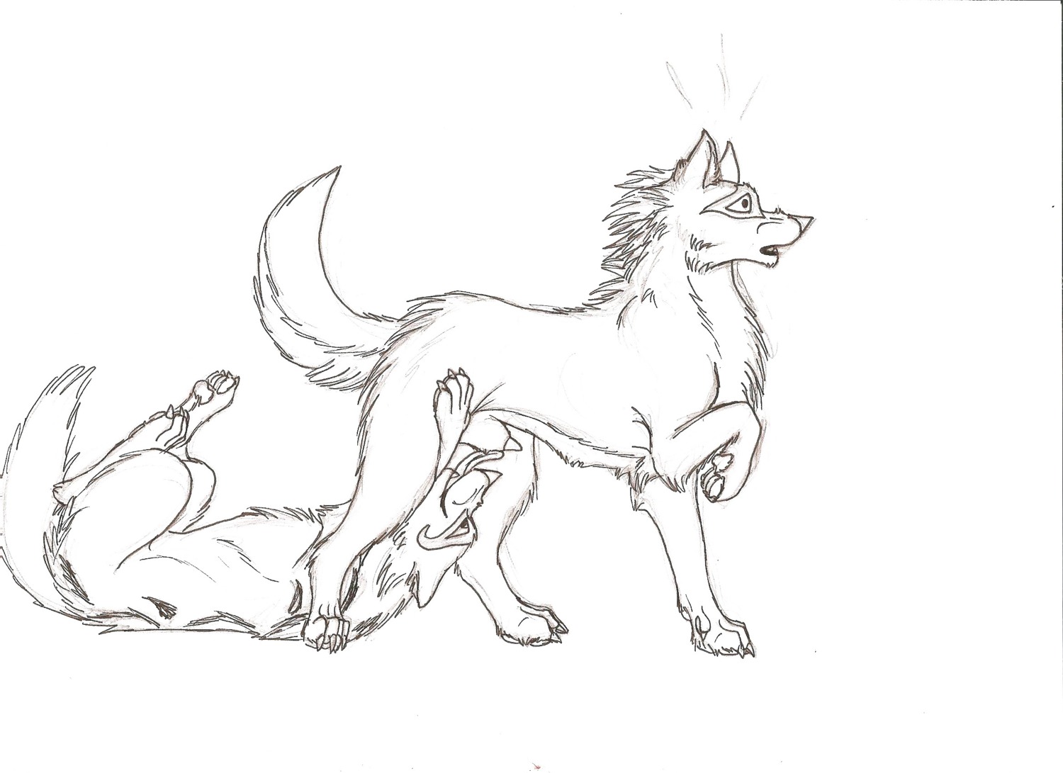 ambiguous_gender animal_genitalia canid canine canis duo e621 feral feral_on_feral genitals hi_res initiate iowa licking lying male mammal on_back penis penis_tip shadow sheath side_view tail tongue tongue_out wolf