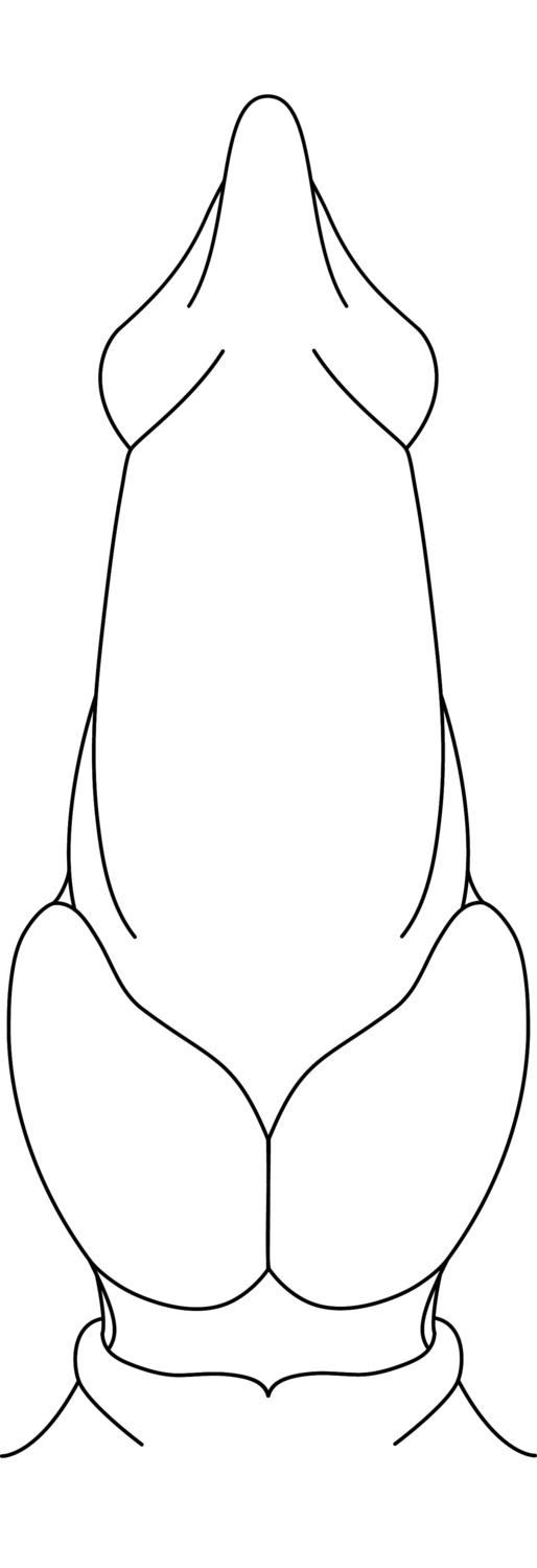 absurd_res animal_genitalia black_and_white canid canine digital_drawing_(artwork) digital_media_(artwork) disembodied_penis e621 erection genital_shot genitals hi_res line_art male mammal monochrome penis penis_shot sheath solo toonfurry