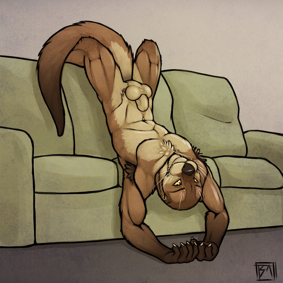 1:1 abs animal_genitalia anthro armpit_hair balls biceps big_muscles body_hair e621 ear_piercing fully_sheathed fur furniture genitals kiva_(tsaiwolf) male mammal muscular muscular_anthro muscular_male mustelid navel navel_piercing neck_muscles nude otter pecs piercing sheath sofa solo tail tsaiwolf upside_down