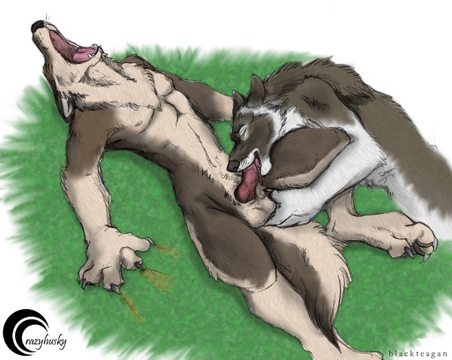 2010 ambiguous_gender anthro ball_fondling balls blackteagan canid canine canis crazy-husky duo e621 erection fellatio fondling genitals knot looking_pleasured male male/ambiguous male_penetrating mammal moan open_mouth oral oral_penetration orgasm penetration penile penis sex wolf