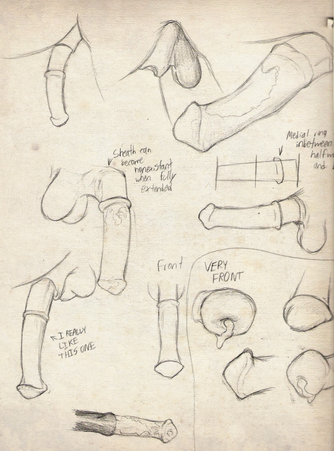 anatomically_correct anatomically_correct_genitalia anatomically_correct_penis anatomy animal_genitalia animal_penis balls black_and_white bodily_fluids braeburned chart comparison cum e621 english_text equid equine equine_genitalia equine_penis erection fully_sheathed genital_fluids genital_shot genitals half-erect hi_res horse how-to male mammal monochrome penis penis_sheet penis_shot precum sheath sketch solo text traditional_media_(artwork) urethra