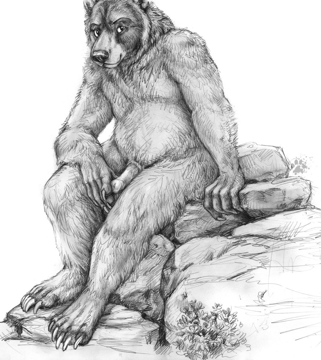 2012 anthro bear biped blotch claws e621 erection genitals greyscale hi_res looking_at_viewer male mammal monochrome nude overweight overweight_anthro overweight_male penis plantigrade scratches_volume_6 simple_background sitting slightly_chubby solo toe_claws traditional_media_(artwork) white_background