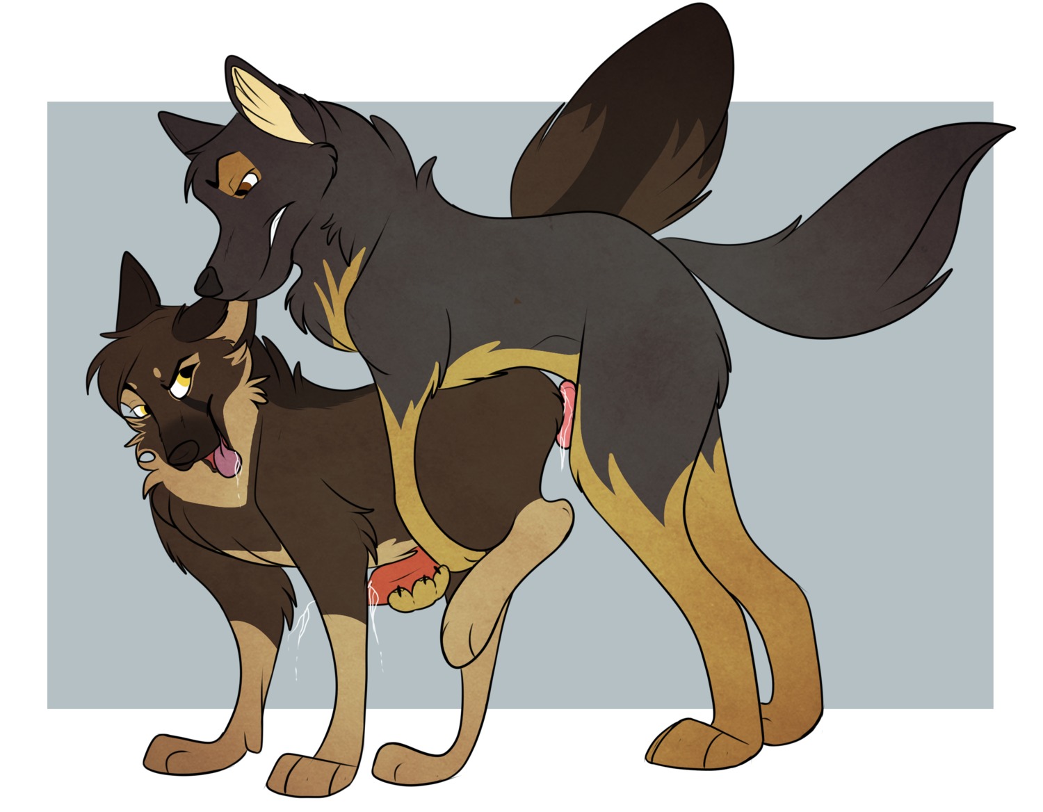 anal anal_penetration balls bodily_fluids canid canine canis cum cum_while_penetrated daniimutt domestic_dog drooling duo e621 erection feral feral_on_feral feral_penetrated feral_penetrating feral_penetrating_feral from_behind_position genital_fluids genitals german_shepherd handjob herding_dog hi_res knot male male/male male_penetrated male_penetrating male_penetrating_male mammal nude pastoral_dog penetration penile penis quadruped reach_around saliva sex stomak streetdog tongue