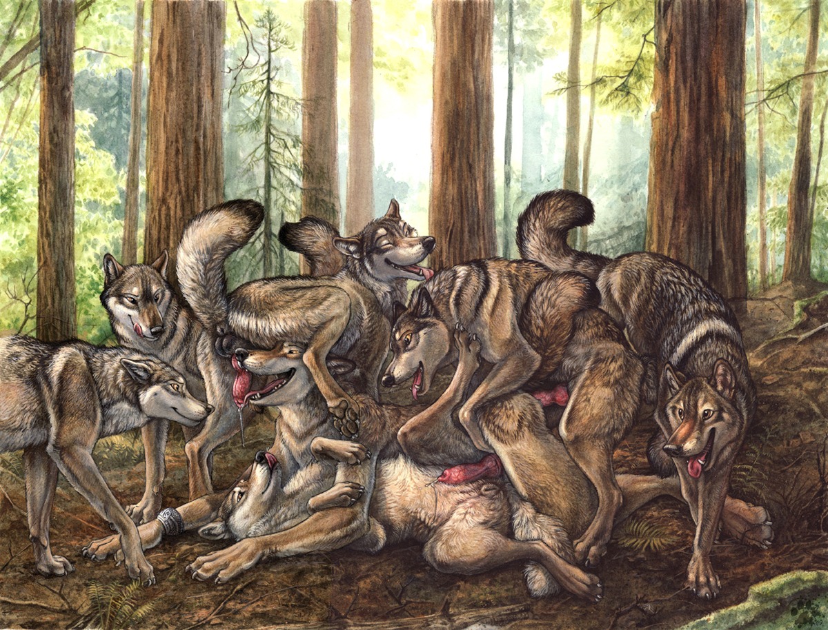2009 all_fours anal anatomically_correct anatomically_correct_genitalia anatomically_correct_penis animal_genitalia animal_penis animal_vulva anthro anthro_on_feral anthro_penetrated anus backsack balls bestiality bisexual blotch bodily_fluids bracelet brown_body brown_fur canid canine canine_genitalia canine_penis canine_vulva canis cum cum_while_penetrated detailed_background doggystyle e621 ejaculation erection female feral feral_penetrating feral_penetrating_anthro forest from_behind_position from_front_position fur genital_fluids genitals group group_sex hands-free intraspecies intraspecies_bestiality jewelry knot licking lying male male/female male/male male_penetrated male_penetrating male_penetrating_male mammal missionary_position nude on_back oral orgasm orgy pack pawpads penetration penile penis penis_lick plant precum quadruped raised_tail scratches_volume_3 sex spread_legs spreading tail tail_anus tongue tongue_out traditional_media_(artwork) tree vulva wolf wolf_pack wood
