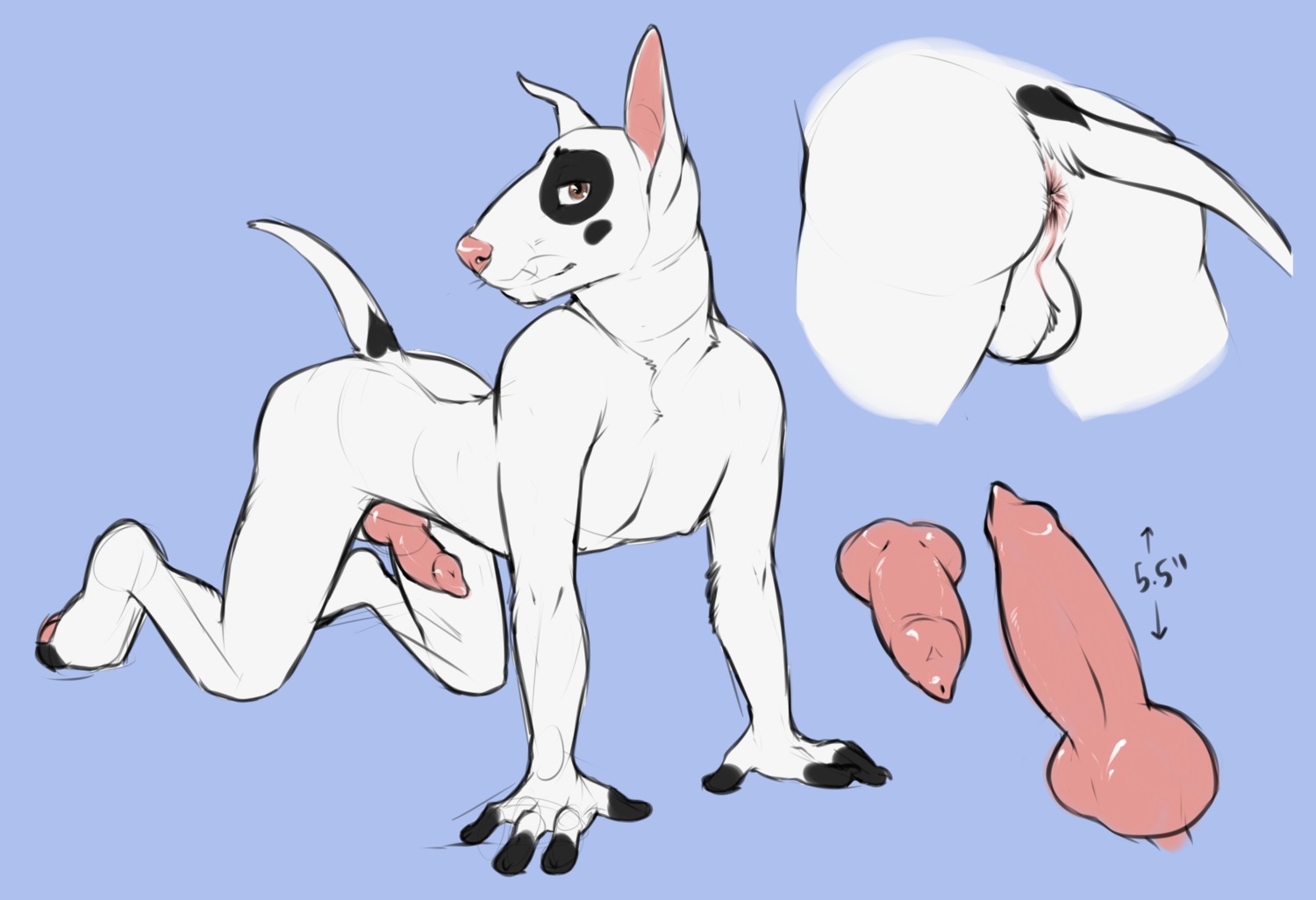 absurd_res all_fours animal_genitalia animal_penis anthro anus backsack balls black_spots blue_background brown_eyes bull_terrier butt canid canine canine_genitalia canine_penis canis domestic_dog e621 erection fur genitals heart_symbol hi_res hunting_dog incorgnito knot looking_at_viewer male mammal model_sheet nude penis pink_nose pink_penis pose raised_tail simple_background solo spots tail terrier whiskers white_body white_fur