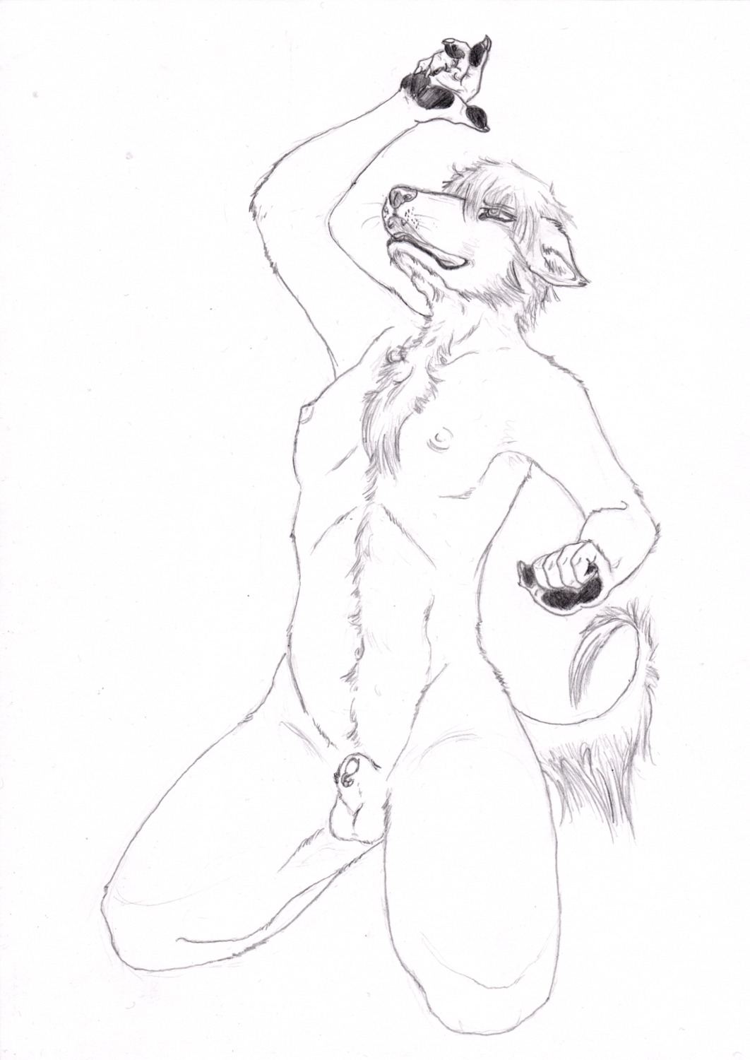 animal_genitalia anthro arm_above_head balls black_and_white breasts canid canine claws e621 furgonomic_piercing furgonomics genital_piercing genitals gynomorph hi_res intersex kneeling mammal monochrome nipples nude open_mouth penis penis_tip piercing semiotica sheath sheath_piercing simple_background solo tail teeth tongue