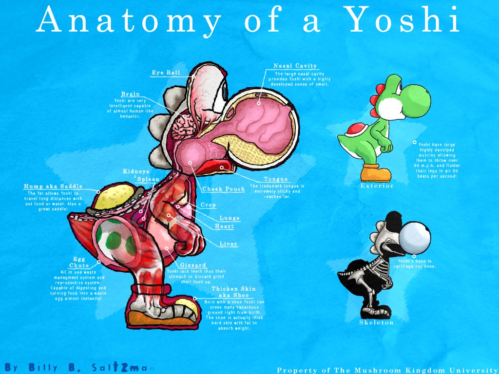 4:3 ambiguous_gender anatomy billysan291 bone cross_section dinosaur e621 egg english_text feral green_yoshi inside internal mario_bros meme model_sheet nintendo prehistoric_species reptile rib_cage scalie simple_background skeleton solo species_sheet spine text the_more_you_know yoshi yoshi_egg