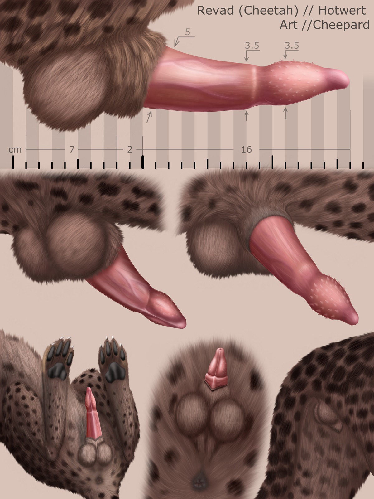 3:4 anatomically_correct anatomically_correct_genitalia anatomically_correct_penis anatomy anatomy_reference animal_genitalia animal_penis anus artist_name balls biological_illustration black_sheath_slit brown_body butt character_name cheepard cheetah claws close-up closed_sheath_slit colored detailed digital_media_(artwork) digital_painting_(artwork) directional_arrow disembodied_penis e621 english_text erection feet felid feline feline_genitalia feline_penis feral fully_sheathed fur genital_shot genitals hi_res male mammal markings measurements metric_unit model_sheet multiple_images number painting_(artwork) pawpads penile_spines penis penis_sheet penis_shot penis_tip pink_penis quadruped reference_guide revad sheath sheath_slit simple_background solo species_name spots spotted_body spotted_fur standing tail technical_illustration text toe_claws toes turnaround unit vein veiny_penis zoological_illustration