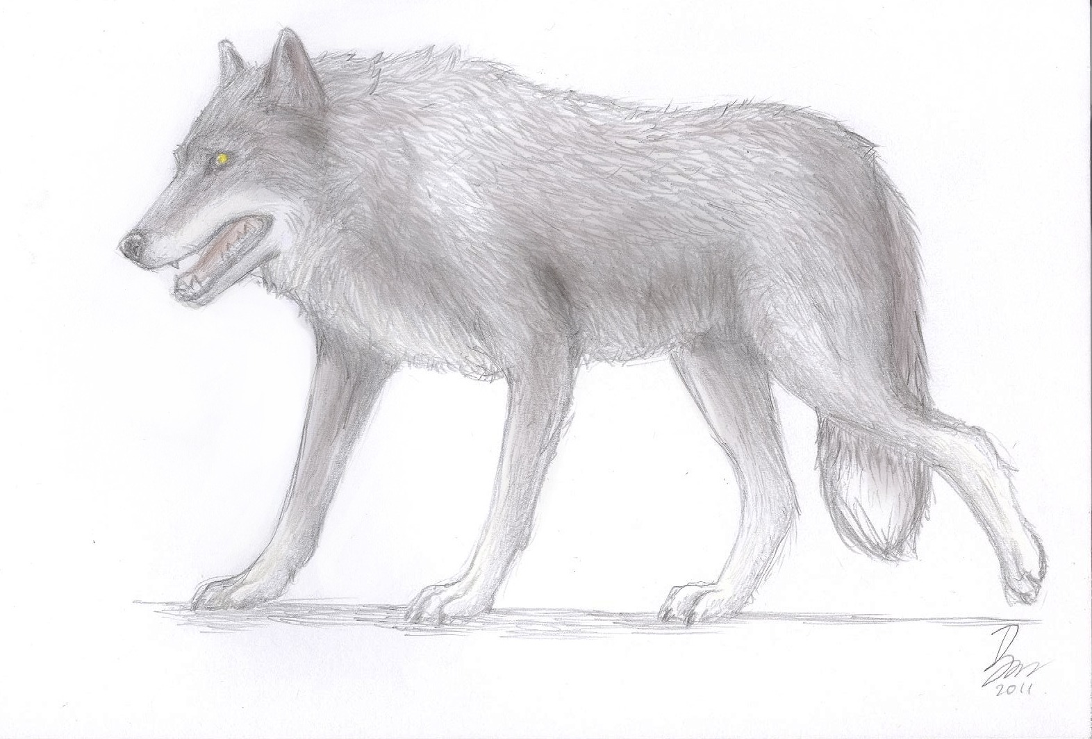 2011 ambiguous_gender canid canine canis e621 feral fur graphite_(artwork) grey_body grey_fur greyscale mammal monochrome naaby quadruped solo spot_color tail traditional_media_(artwork) wolf
