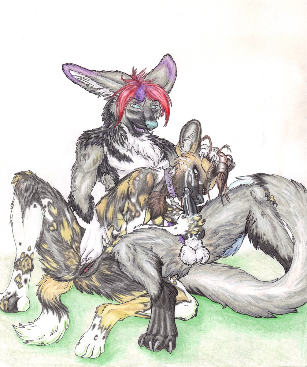 african_wild_dog animal_genitalia animal_penis anthro bodily_fluids canid canine canine_genitalia canine_penis collar cum duo e621 erection fellatio female genital_fluids genitals hi_res incitedjester knot licking male male/female mammal oral penile penis penis_lick ru_(ruaidri) sex simple_background tail tongue tongue_out vulva white_background