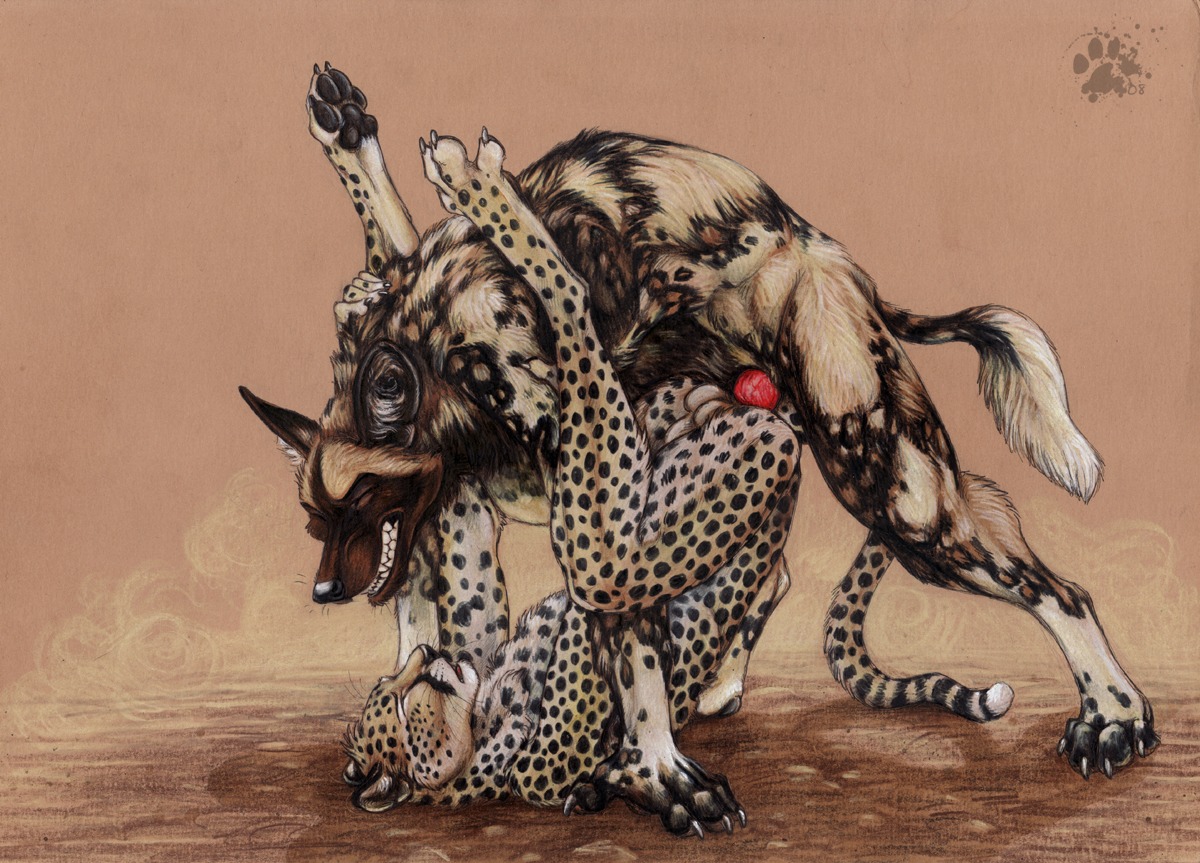2008 african_wild_dog anal anal_penetration animal_genitalia animal_penis anthro anthro_on_anthro ass_up balls blotch canid canine canine_genitalia canine_penis canis cheetah claws clenched_teeth detailed duo e621 erection eyes_closed felid feline finger_claws flaccid fur genitals interspecies knot male male/male male_penetrated male_penetrating male_penetrating_male mammal markings nude open_mouth pawpads penetration penis piledriver_position restricted_palette scratches_volume_2 sex sheath spots spotted_body spotted_fur tail teeth toe_claws traditional_media_(artwork) warm_colors whiskers