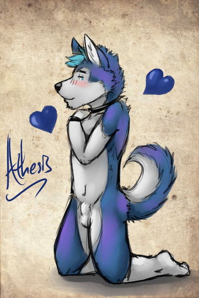 amwulf animal_genitalia anthro balls biped blush canid canine canis collar domestic_dog e621 fully_sheathed genitals heart_symbol husky kneeling looking_at_viewer male mammal nordic_sled_dog nude sheath solo spitz tail