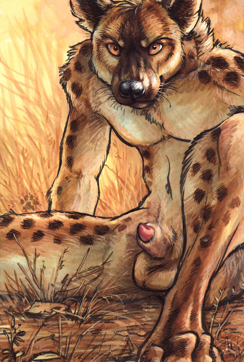 2012 amber_eyes animal_genitalia animal_penis anthro balls biped blotch canine_genitalia canine_penis detached_sheath e621 feet fur genitals grass half-erect hi_res hindpaw hyena looking_at_viewer male mammal outside paws penis penis_tip plant restricted_palette scratches_volume_6 sheath simple_background sitting solo spots spotted_hyena spread_legs spreading tan_body tan_fur traditional_media_(artwork) whiskers