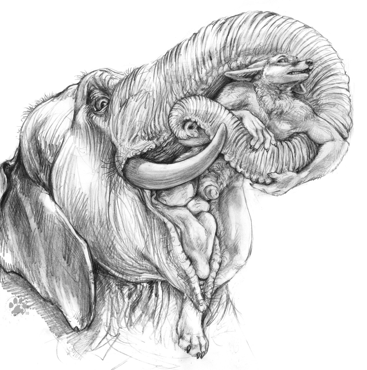 2010 ambiguous_gender animal_genitalia animal_penis anthro balls blotch canid canine canine_genitalia canine_penis chest_tuft claws duo e621 elephant elephantid feral feral_pred fox fur genitals graphite_(artwork) hi_res male male/ambiguous male_prey mammal monochrome oral_vore penis penis_tip proboscidean proboscis_(anatomy) scratches_volume_4 simple_background soft_vore tongue traditional_media_(artwork) trunk_(anatomy) tuft tusks vore whiskers white_background wrinkles