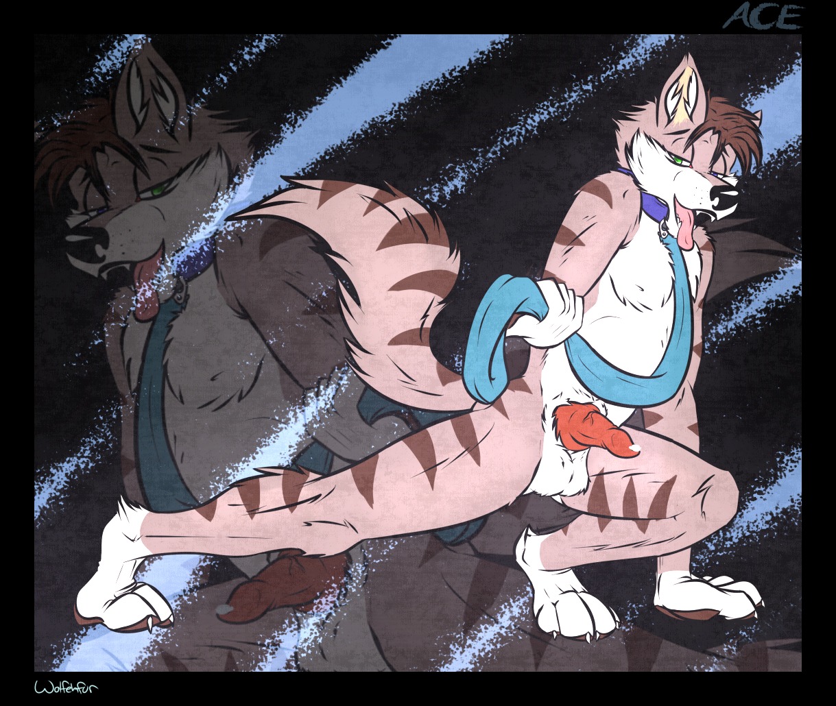 anthro canid canine canis collar e621 erection felid genitals leash male mammal pantherine penis solo stripes tail tiger wolf wolfehfur