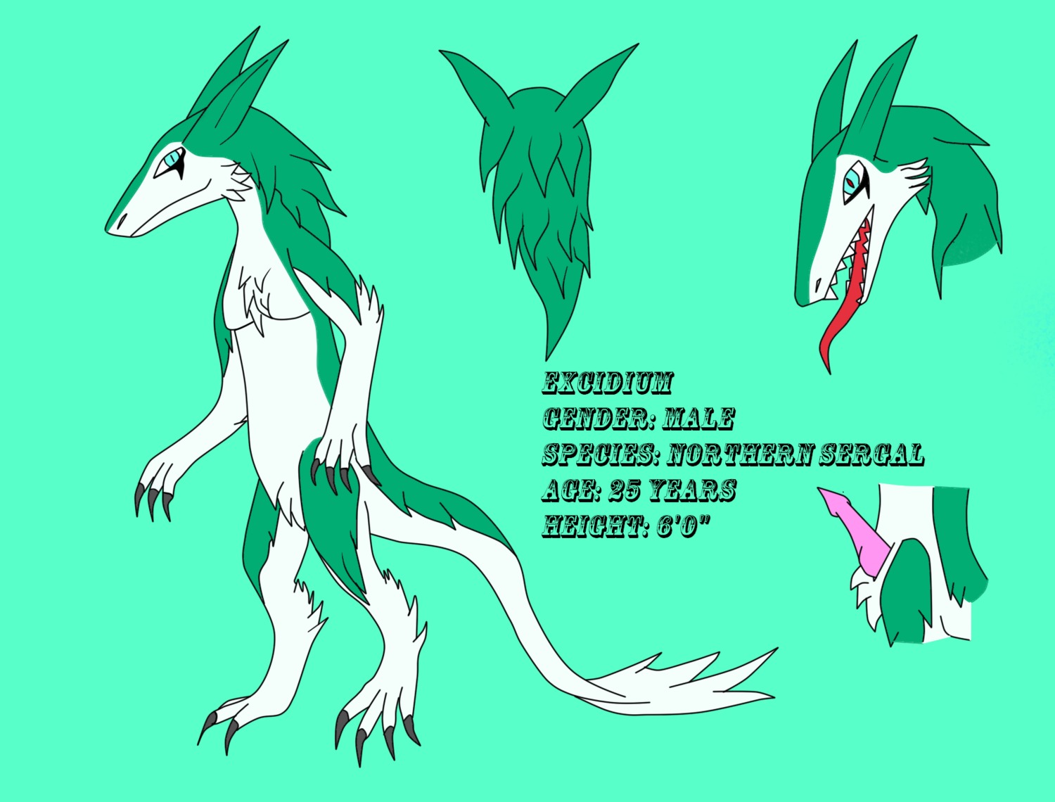 anthro claws e621 english_text erection excidium fur genitals hi_res looking_at_viewer male mammal model_sheet nude open_mouth penis sergal shelli solo tail text tongue