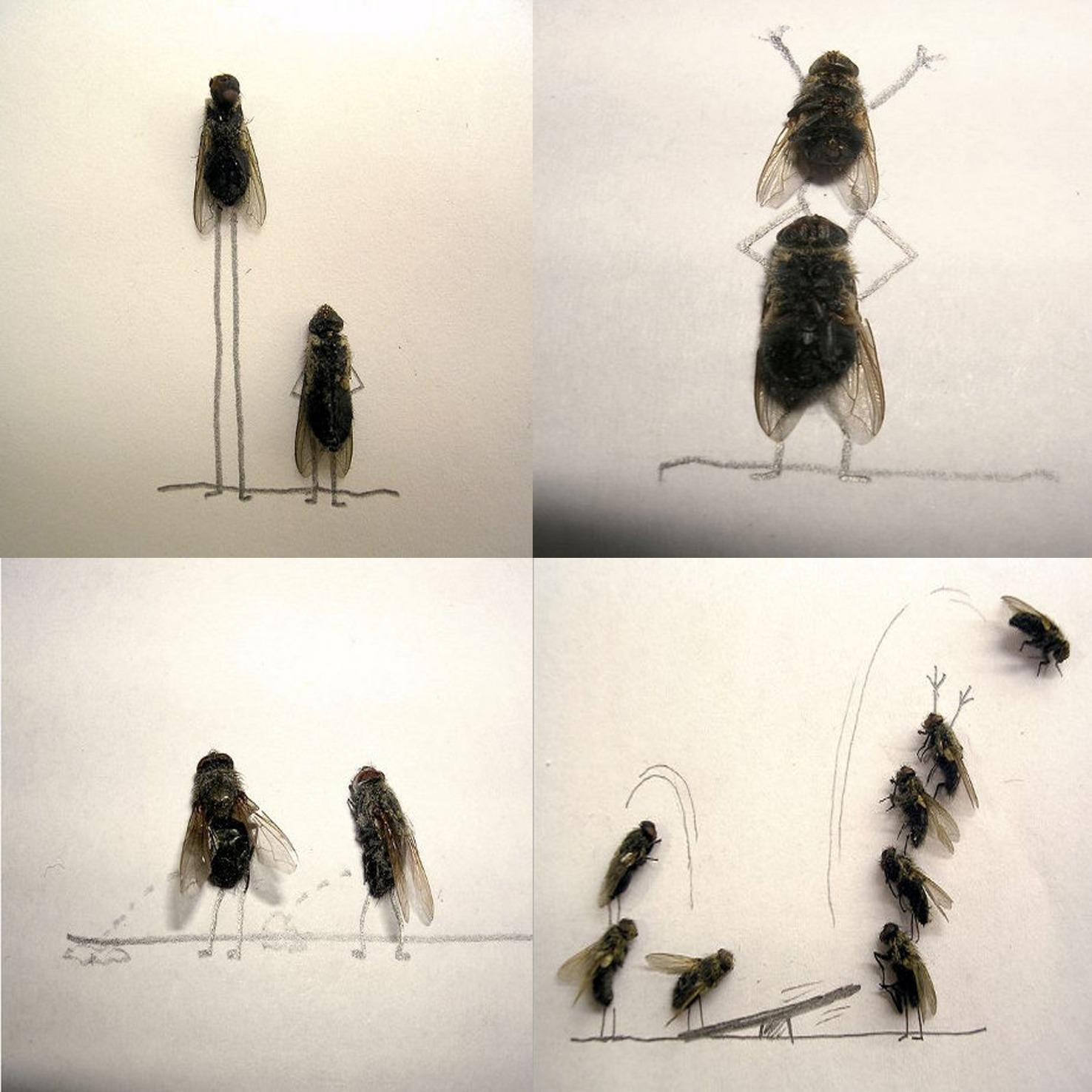 1:1 ambiguous_gender arthropod bodily_fluids comic death duo duo_focus e621 feral fly_(animal) front_view full-length_portrait genital_fluids grandfathered_content graphite_(artwork) group hi_res housefly humor insect jumping mixed_media monochrome multiple_poses paper peeing photography_(artwork) portrait pose real side_view simple_background size_difference standing stick_figure traditional_media_(artwork) trampoline unknown_artist urine watersports what white_background