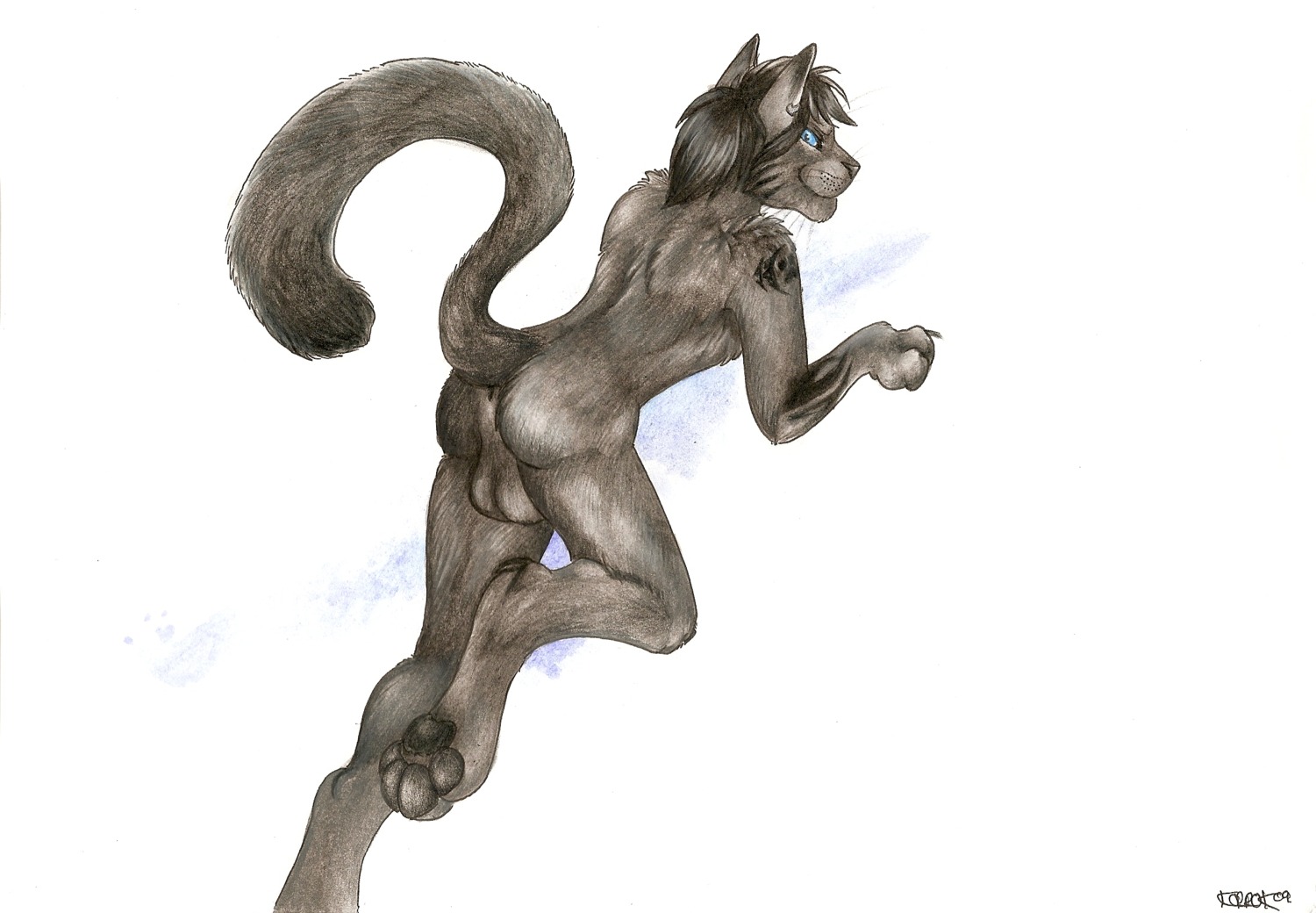 all_fours anthro anus backsack balls biped blue_eyes e621 ear_piercing feet felid fur genitals grey_body grey_fur grey_hair hair hi_res hindpaw kiza korrok looking_at_viewer male mammal markings messy muscular muscular_anthro muscular_male paws piercing solo stripes tail tattoo tongue