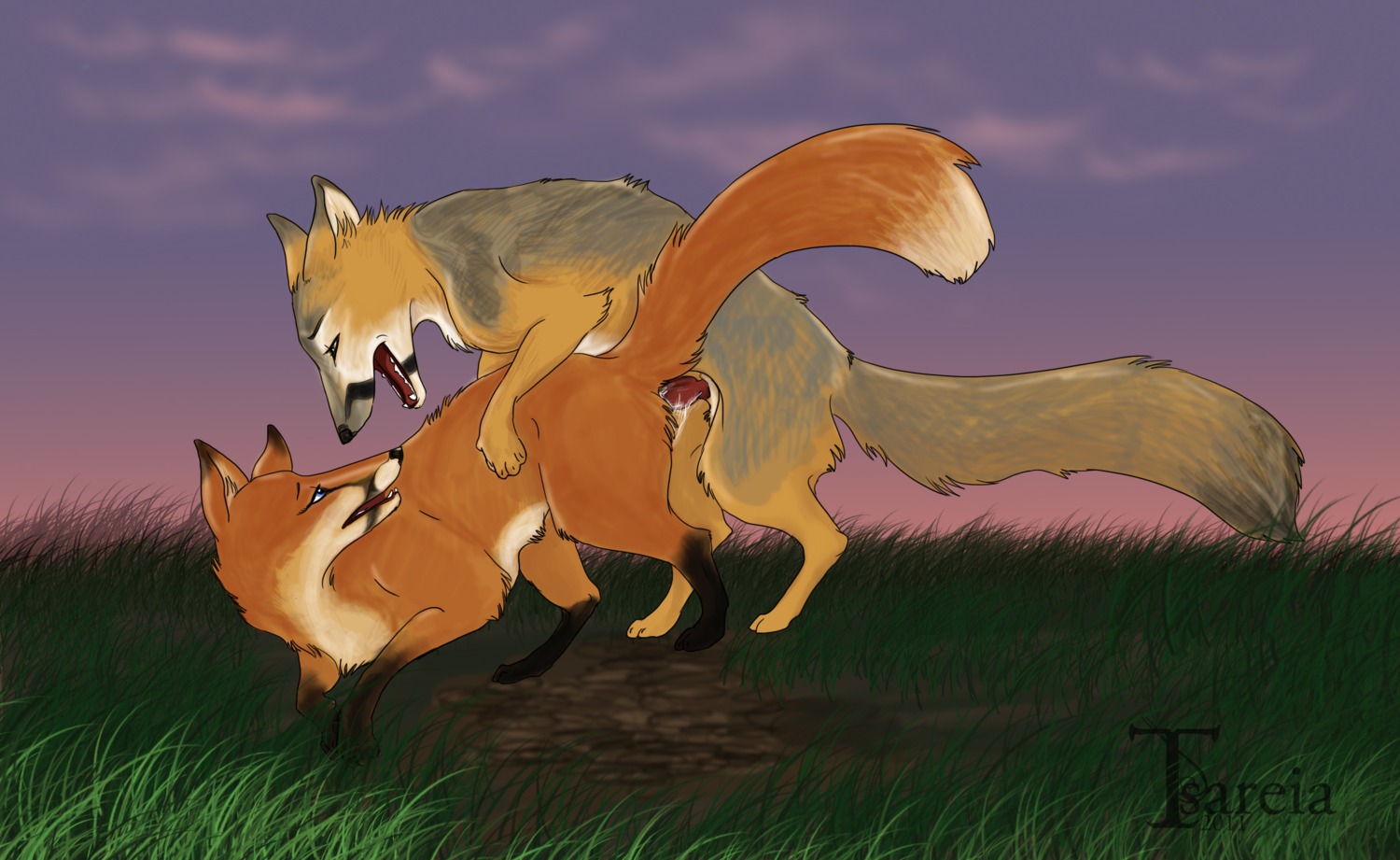 canine color female feral fox grey knot knotting original original_character original_characters pink purple red_(tsareia) rule34 sex silver sunrise sunset tod_(tsareia) tsareia