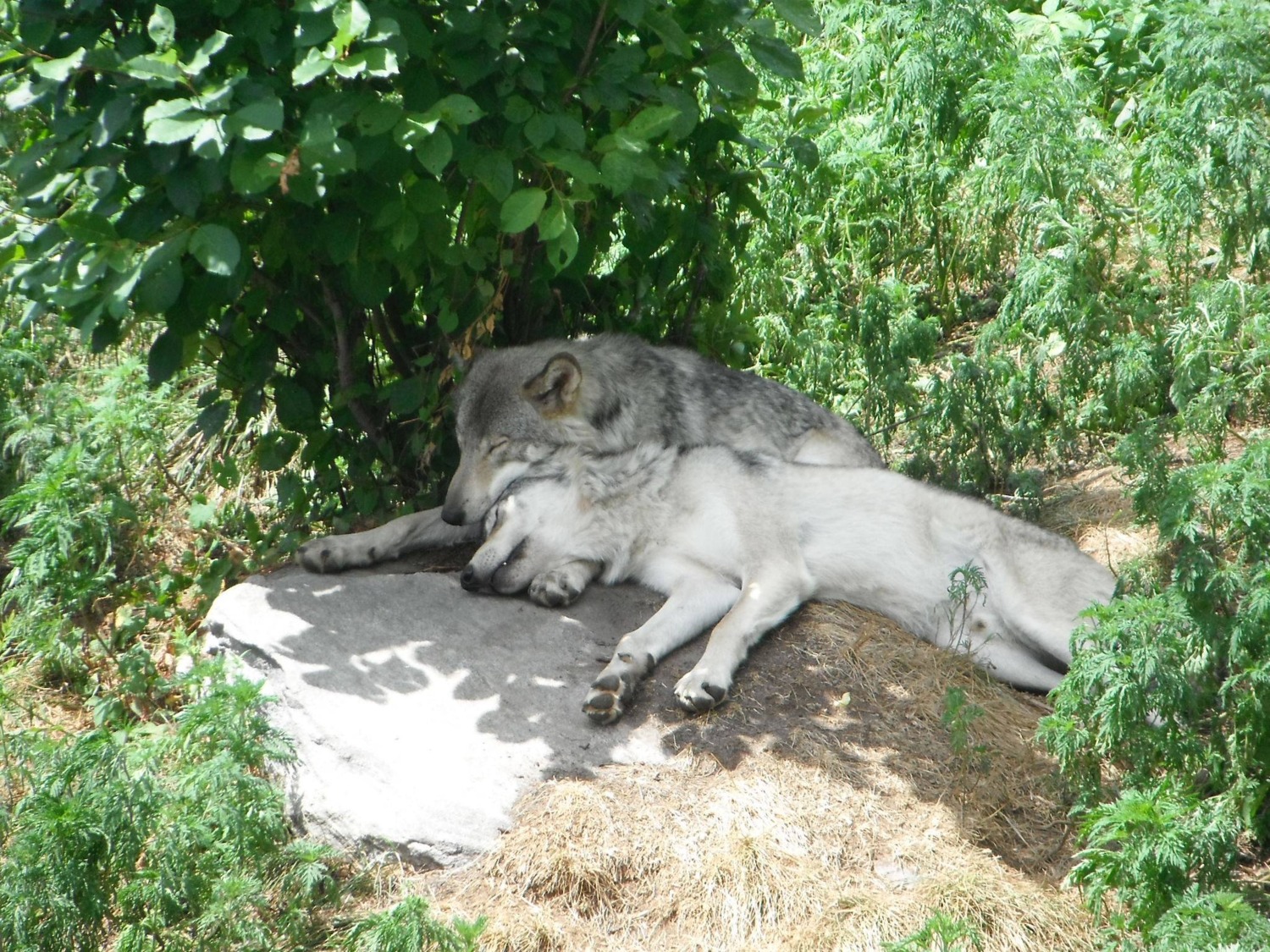 4:3 ambiguous_gender animal_genitalia canid canine canis duo e621 eyes_closed feral fully_sheathed genitals grandfathered_content hi_res male mammal outside real romantic romantic_couple sheath sleeping unknown_artist wolf