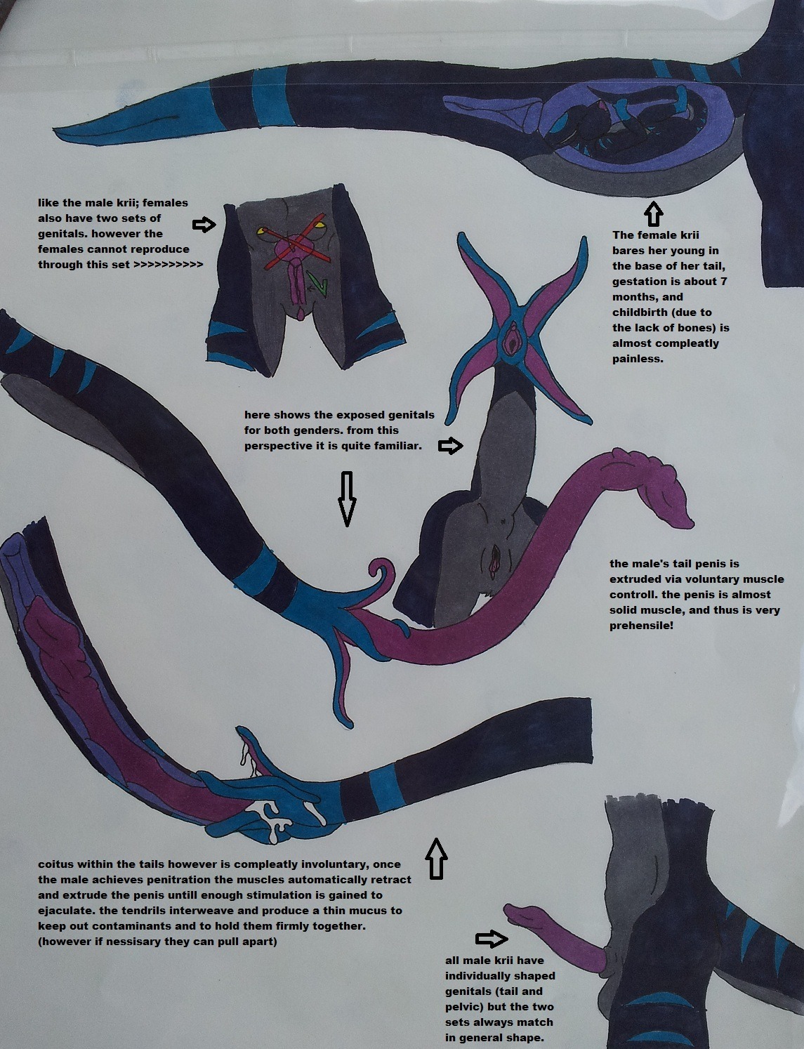 anus chevron_(marking) chevronfox crotch_shot diagram duo e621 english_text erection female genitals hi_res impregnation internal krii leg_markings male male/female markings meme model_sheet monster neonate penis penis_mouth pregnant prehensile_penis scalie sex species_sheet tail tail_genitals tail_markings tail_mouth tail_penis tail_vulva text the_more_you_know traditional_media_(artwork) unusual_anatomy unusual_genitalia_placement unusual_penis_placement unusual_tail unusual_vulva_placement vulva young
