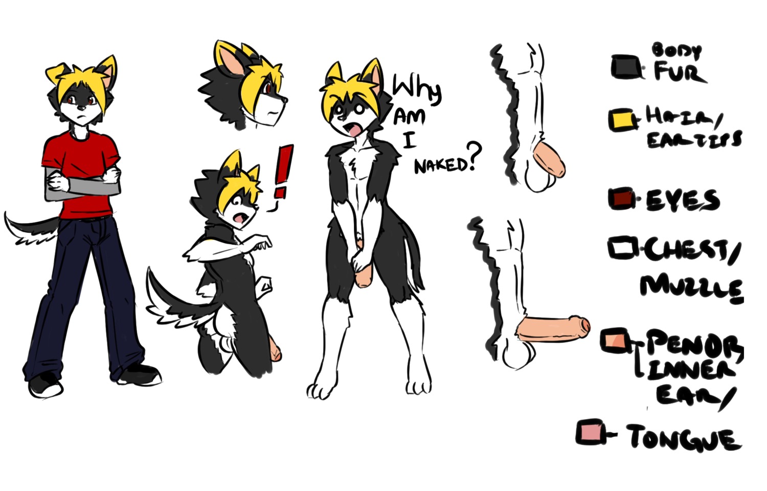 anthro backsack balls big_penis biped butt canid canine canis chest_tuft domestic_dog duke_(thecon) e621 english_text erection exclamation_point flaccid foreskin genitals hair hi_res humanoid_genitalia humanoid_penis long_penis male mammal model_sheet multicolored_hair nude penis question_mark red_eyes solo text thecon thick_penis tuft two_tone_hair