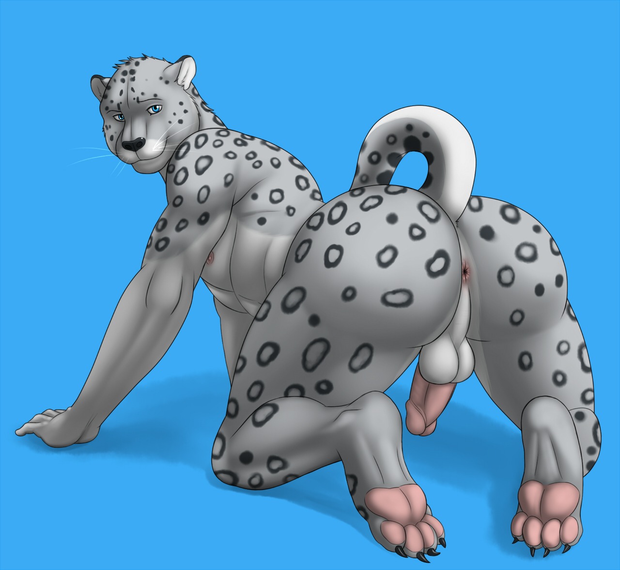 2012 4_toes abs all_fours anthro anus backsack balls biceps big_butt black_nose blue_background blue_eyes butt claws e621 erection feet felid fur genitals grey_body grey_fur hindpaw humanoid_genitalia humanoid_penis leopard leopard_spots looking_at_viewer looking_back male mammal muscular muscular_anthro muscular_male nipples nude pantherine pawpads paws pecs penis pose presenting presenting_anus presenting_hindquarters raised_tail simple_background smile snow_leopard soles solo spots spread_legs spreading tail toes vamplust whiskers wide_hips