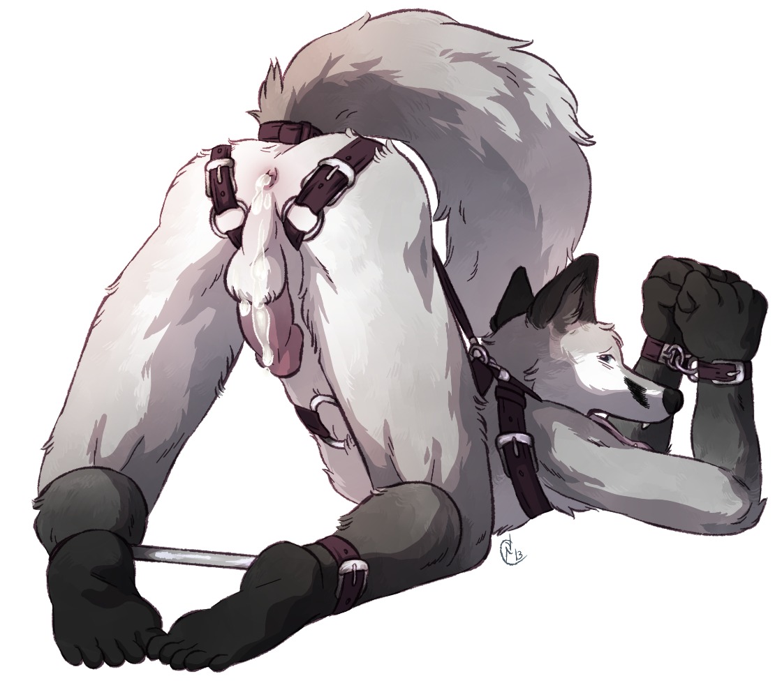 accessory after_sex anthro ass_up backsack balls bdsm black_body black_fur black_nose bodily_fluids bondage bound butt canid canine canis cuff_(restraint) cum cum_in_ass cum_inside e621 ears_up erection fox fur furgonomics genital_fluids genitals gibbons handcuffs harness male mammal metal_cuffs open_mouth penis plantigrade presenting presenting_hindquarters restraints shackles simple_background solo spread_legs spreader_bar spreading straps submissive submissive_male tail tail_accessory tailband teeth tongue tongue_out white_background white_body white_fur wolf
